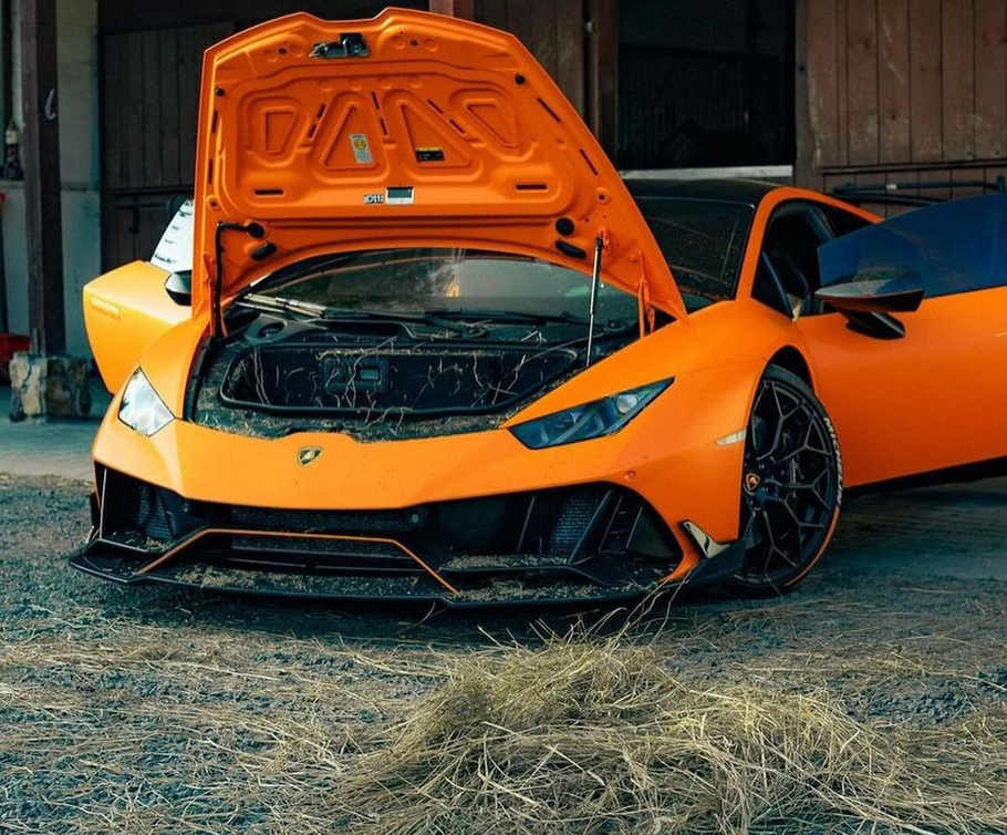 Разъяренный бык приручил гарцующую лошадь Lamborghini Huracan завалили сеном